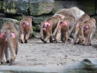 2012-07-13 Dierentuin Emmen : dierentuin Emmen